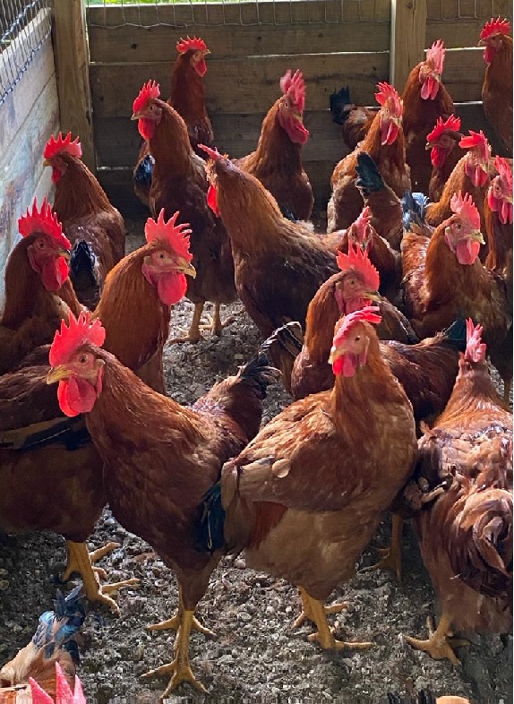Roosters